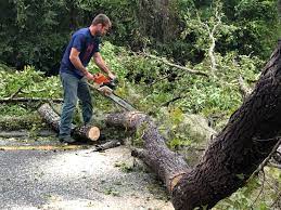 Best Tree Trimming and Pruning  in Dublin, VA