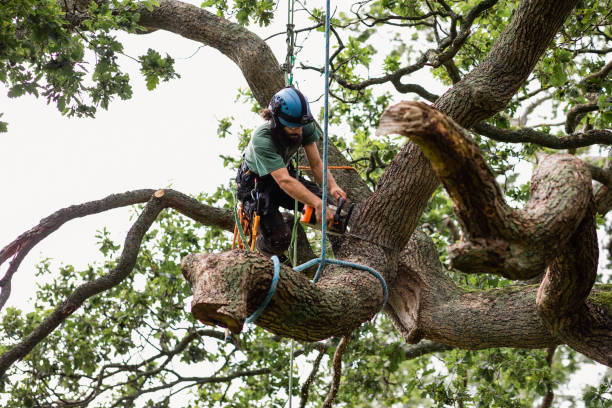 Dublin, VA Tree Removal Services Company