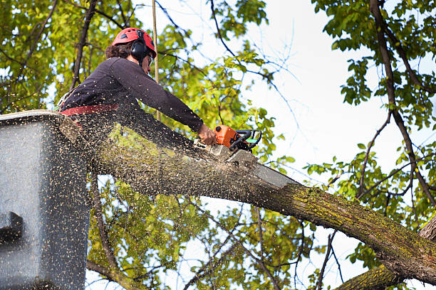 Best Tree Fertilization  in Dublin, VA