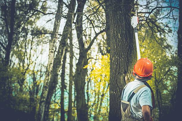 How Our Tree Care Process Works  in  Dublin, VA