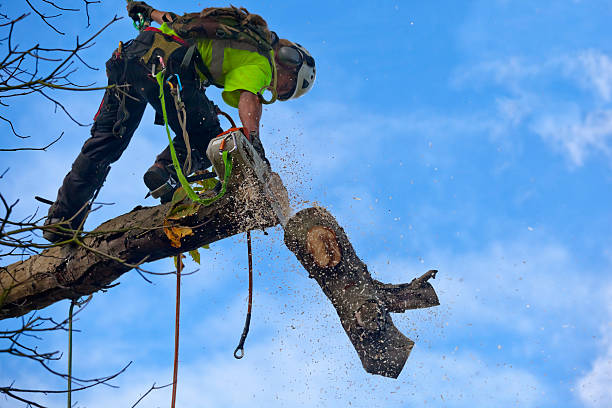 Best Utility Line Clearance  in Dublin, VA